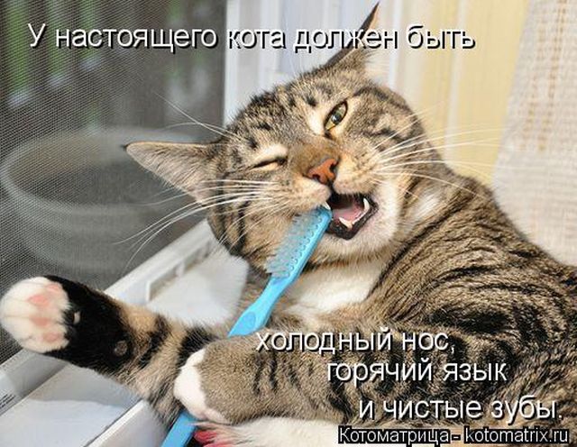 Лучшие котоматрицы недели