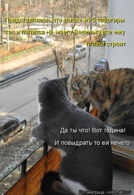 Лучшие котоматрицы недели