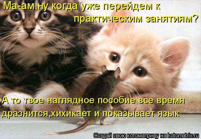 Лучшие котоматрицы недели