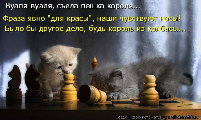 Лучшие котоматрицы недели