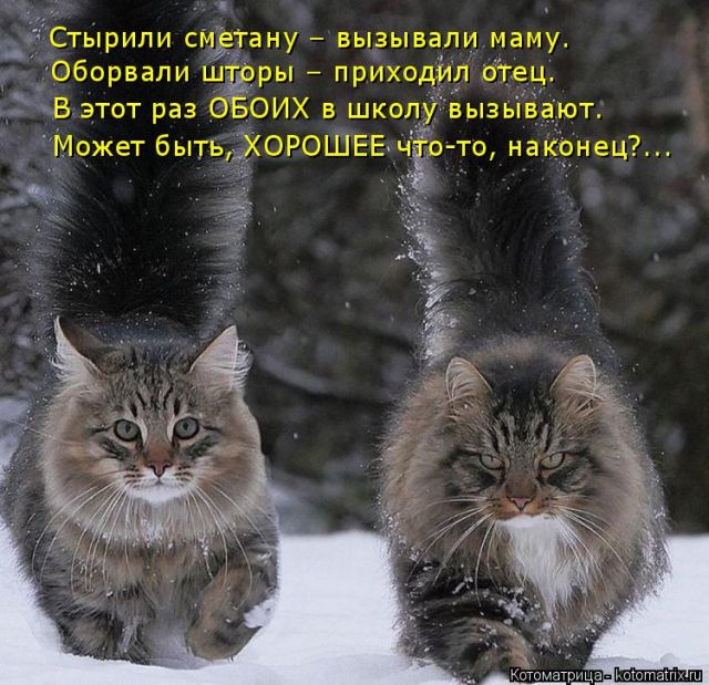 Лучшие котоматрицы недели