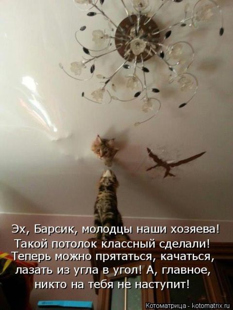 Лучшие котоматрицы недели