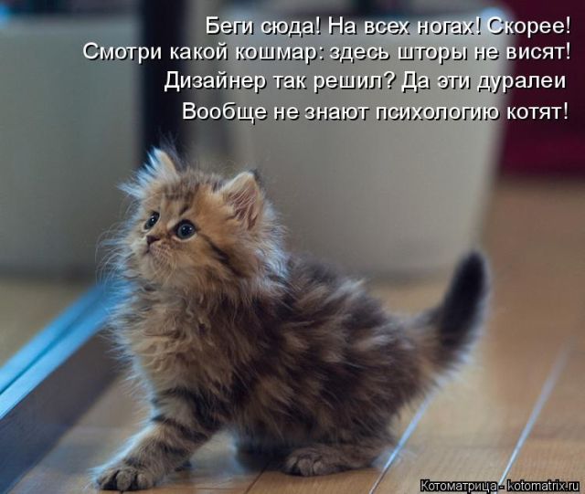 Лучшие котоматрицы недели