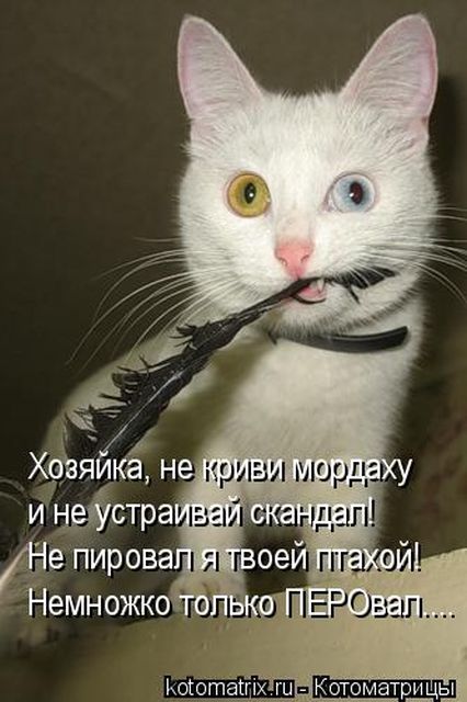 Лучшие котоматрицы недели