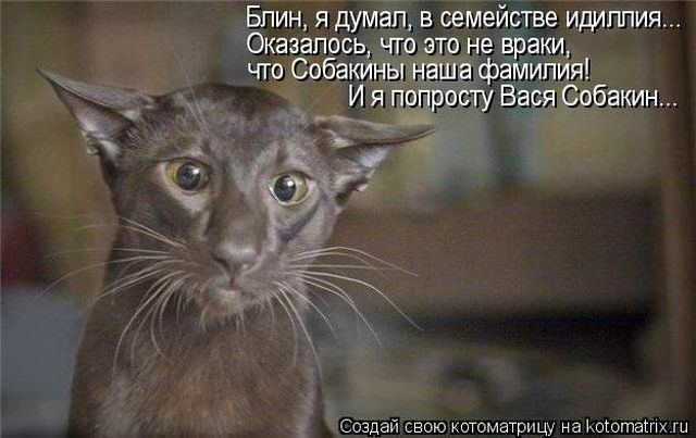 Лучшие котоматрицы недели
