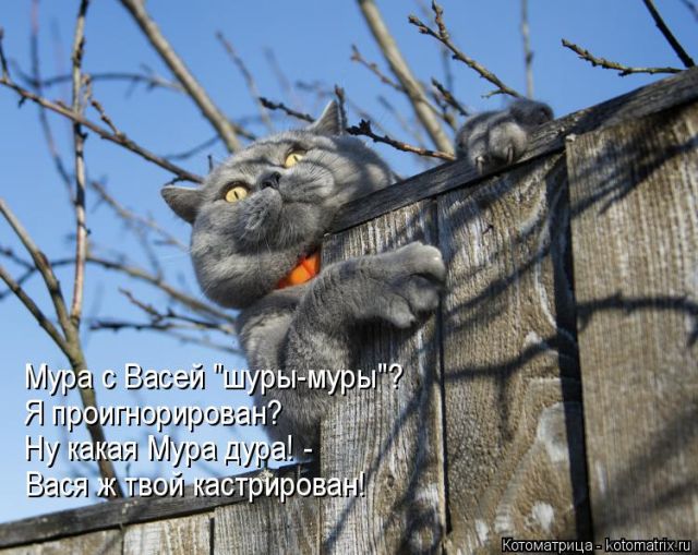 Лучшие котоматрицы недели