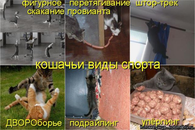 Лучшие котоматрицы недели