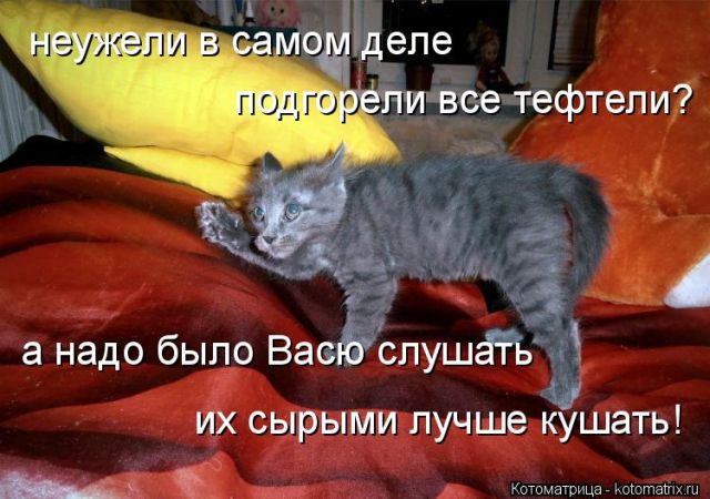 Лучшие котоматрицы недели