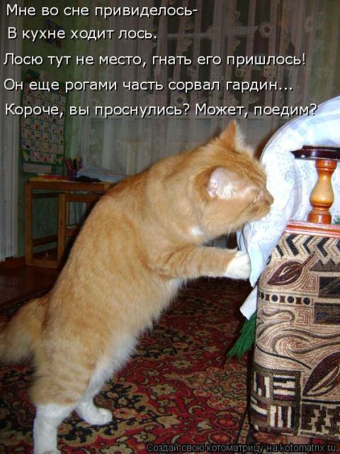 Лучшие котоматрицы недели