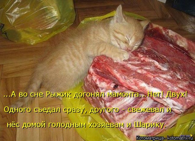 Лучшие котоматрицы недели