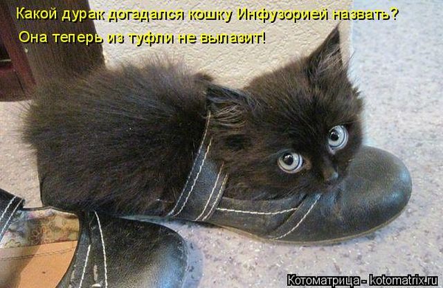 Лучшие котоматрицы недели