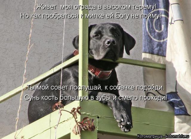 Лучшие котоматрицы недели