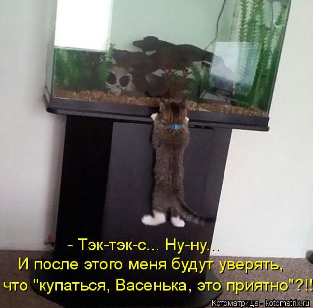 Лучшие котоматрицы недели