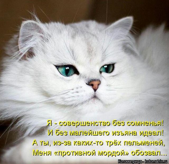 Лучшие котоматрицы недели