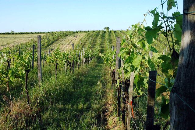 Что такое органическое вино?