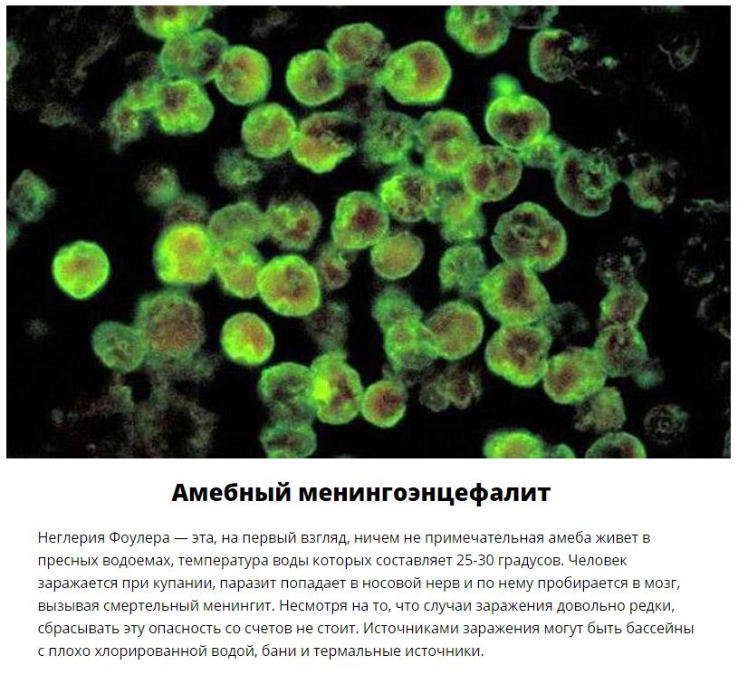 10 паразитов, которых следует опасаться летом