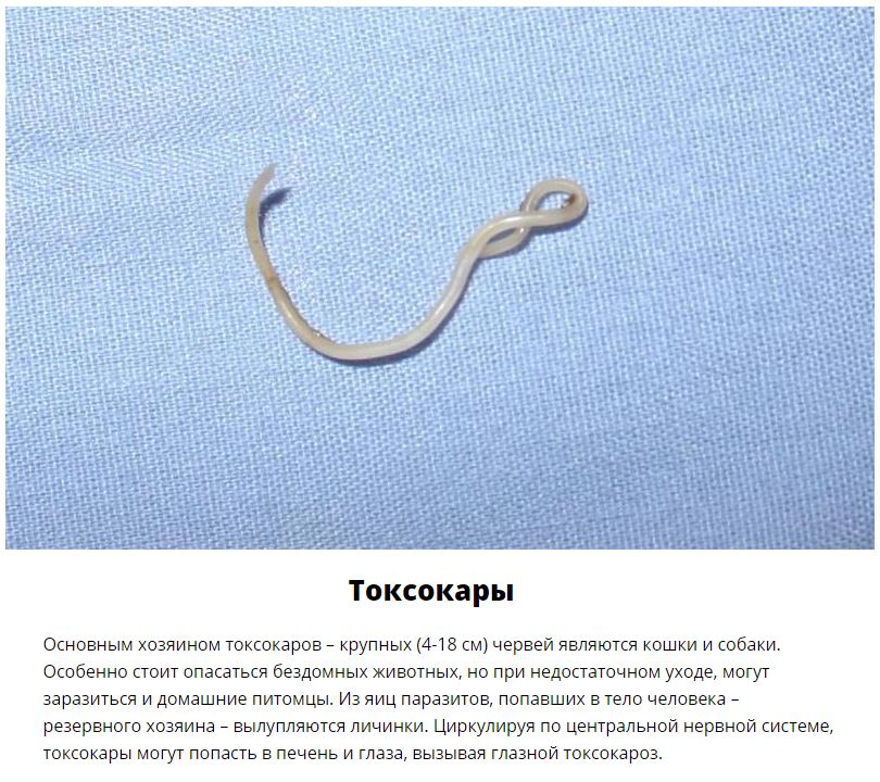 10 паразитов, которых следует опасаться летом