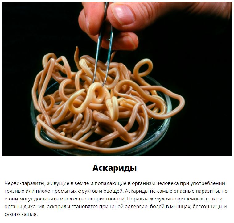 10 паразитов, которых следует опасаться летом