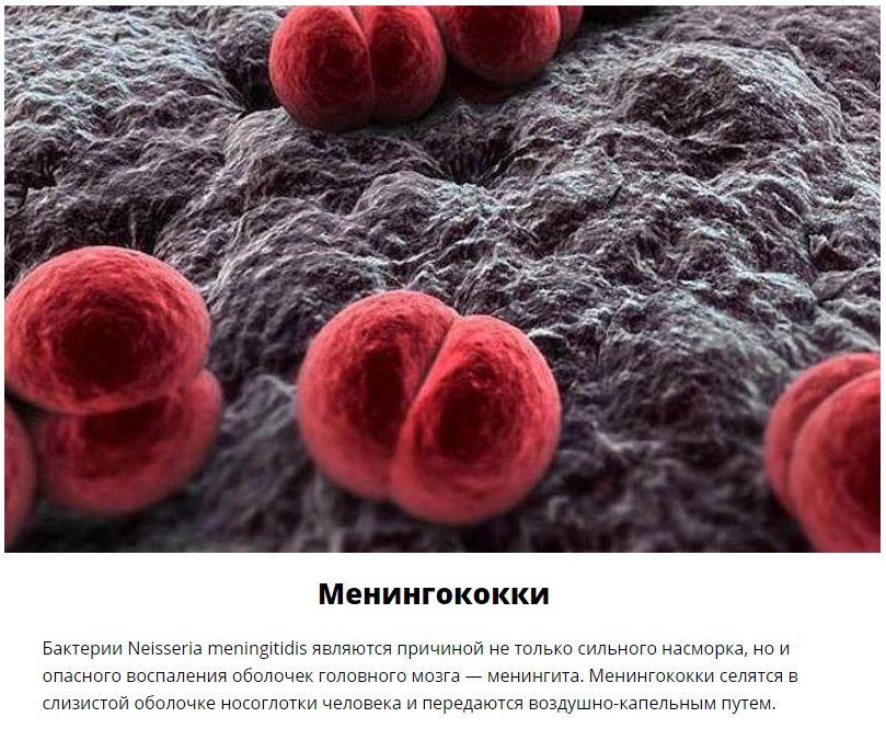 10 паразитов, которых следует опасаться летом