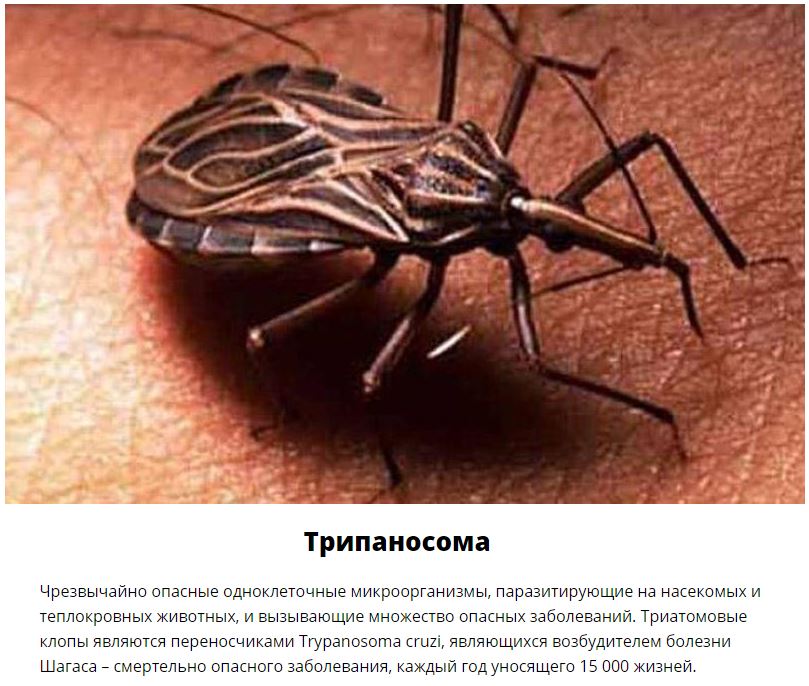 10 паразитов, которых следует опасаться летом