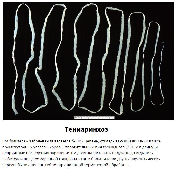 10 паразитов, которых следует опасаться летом