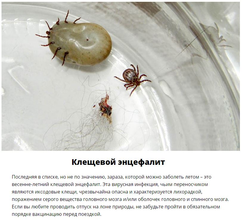 10 паразитов, которых следует опасаться летом