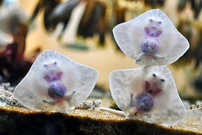 Прикольные картинки