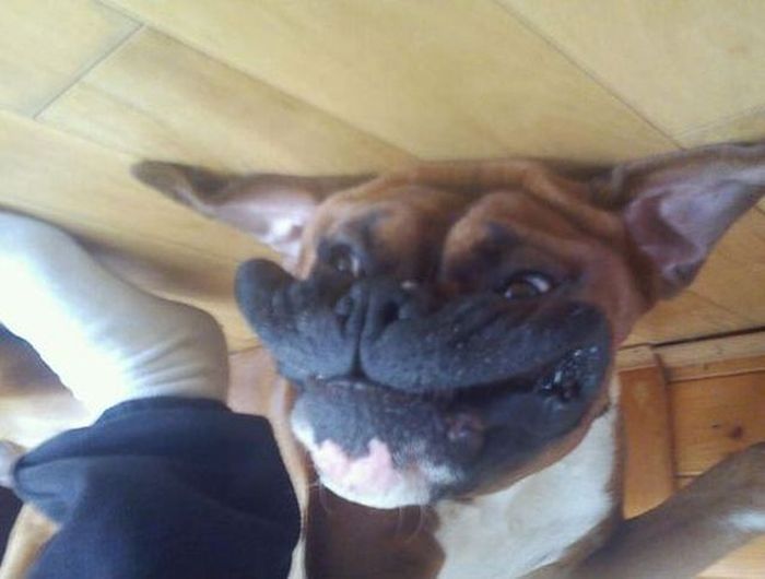 Прикольные картинки