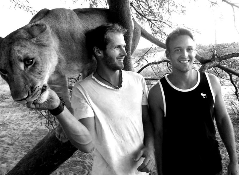 Лицом к лицу со львами в Ботсване