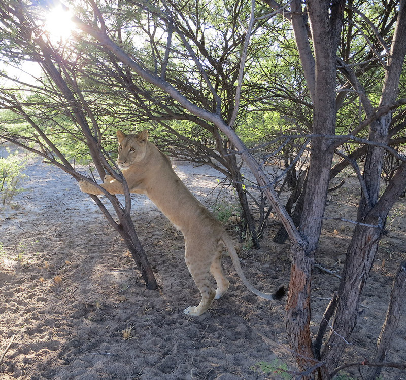 Лицом к лицу со львами в Ботсване