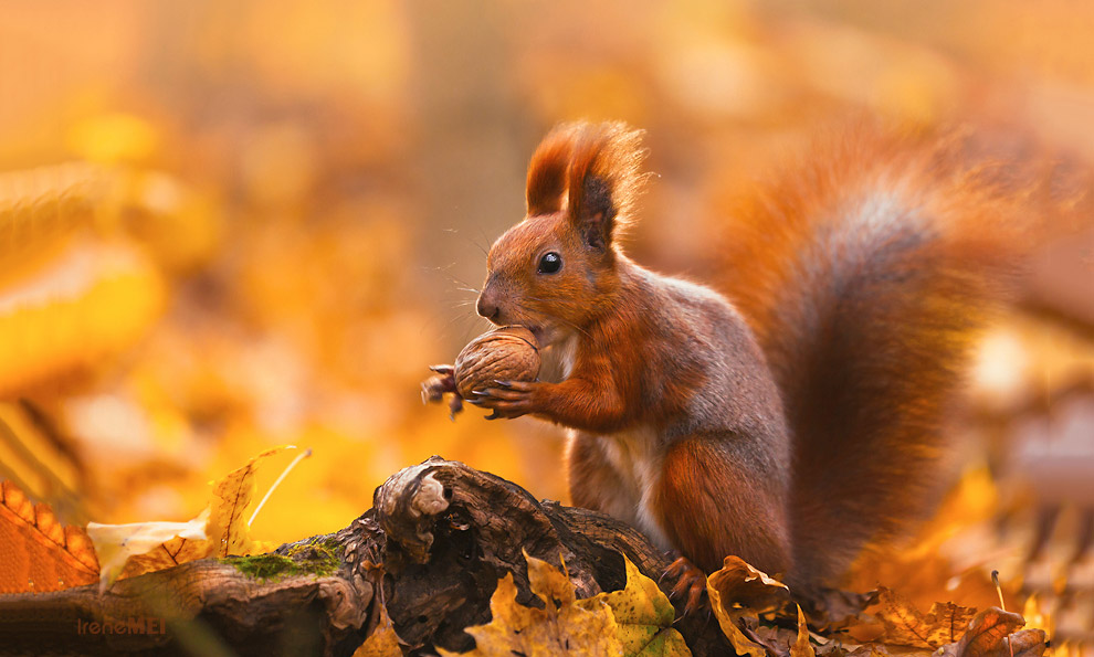 Осенние пейзажи 2014