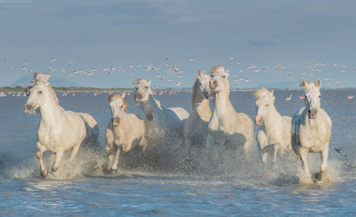 Ангелы Камарга