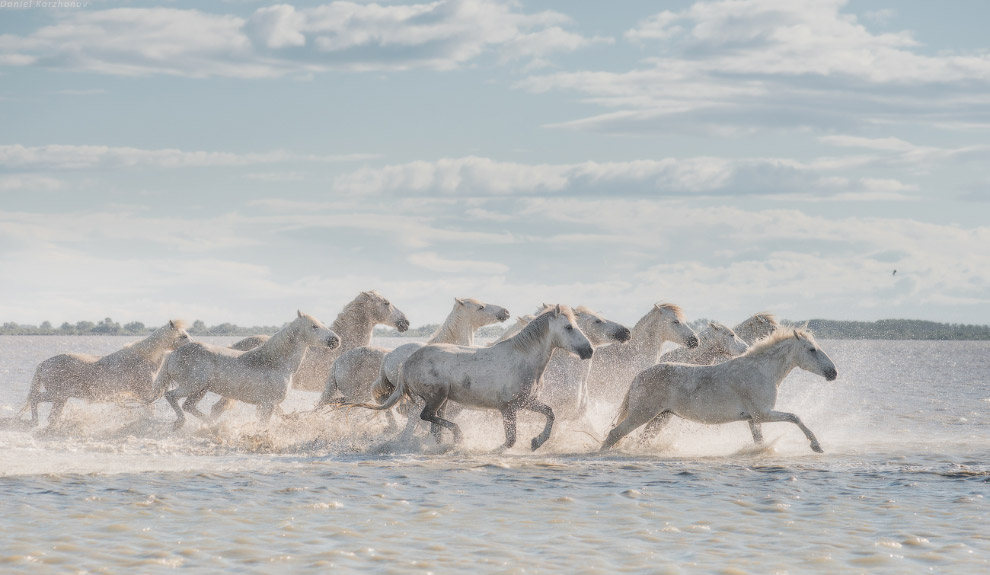 Ангелы Камарга