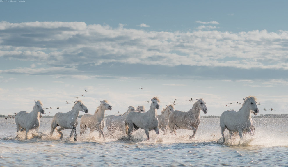 Ангелы Камарга