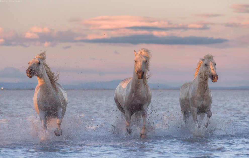 Ангелы Камарга