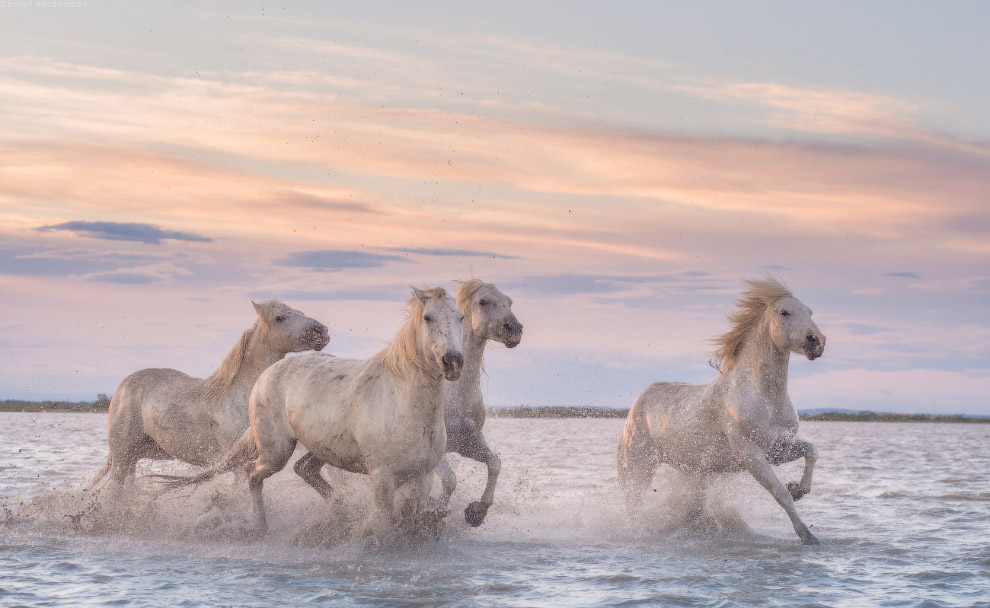 Ангелы Камарга