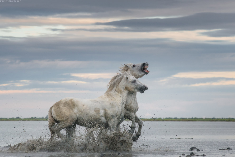 Ангелы Камарга
