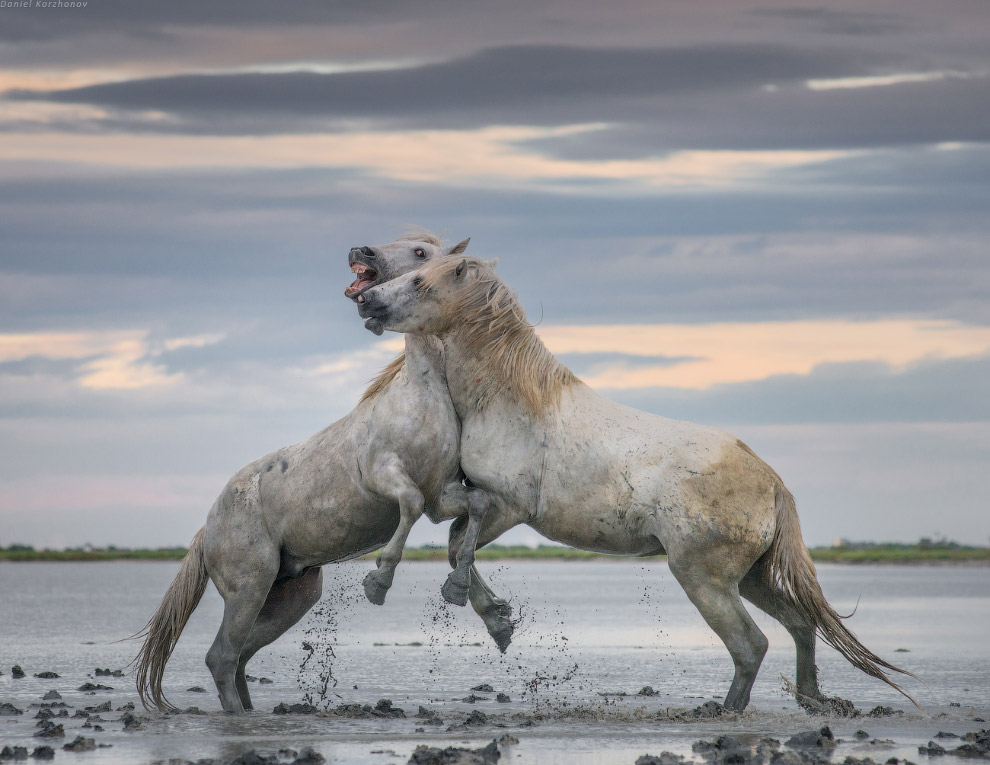 Ангелы Камарга