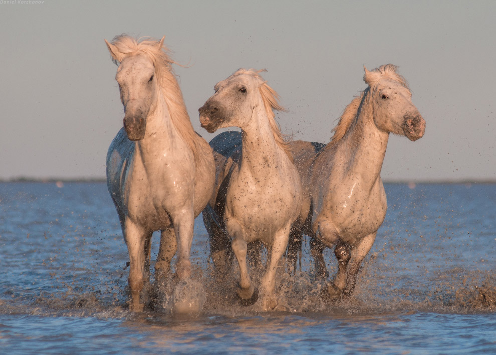 Ангелы Камарга