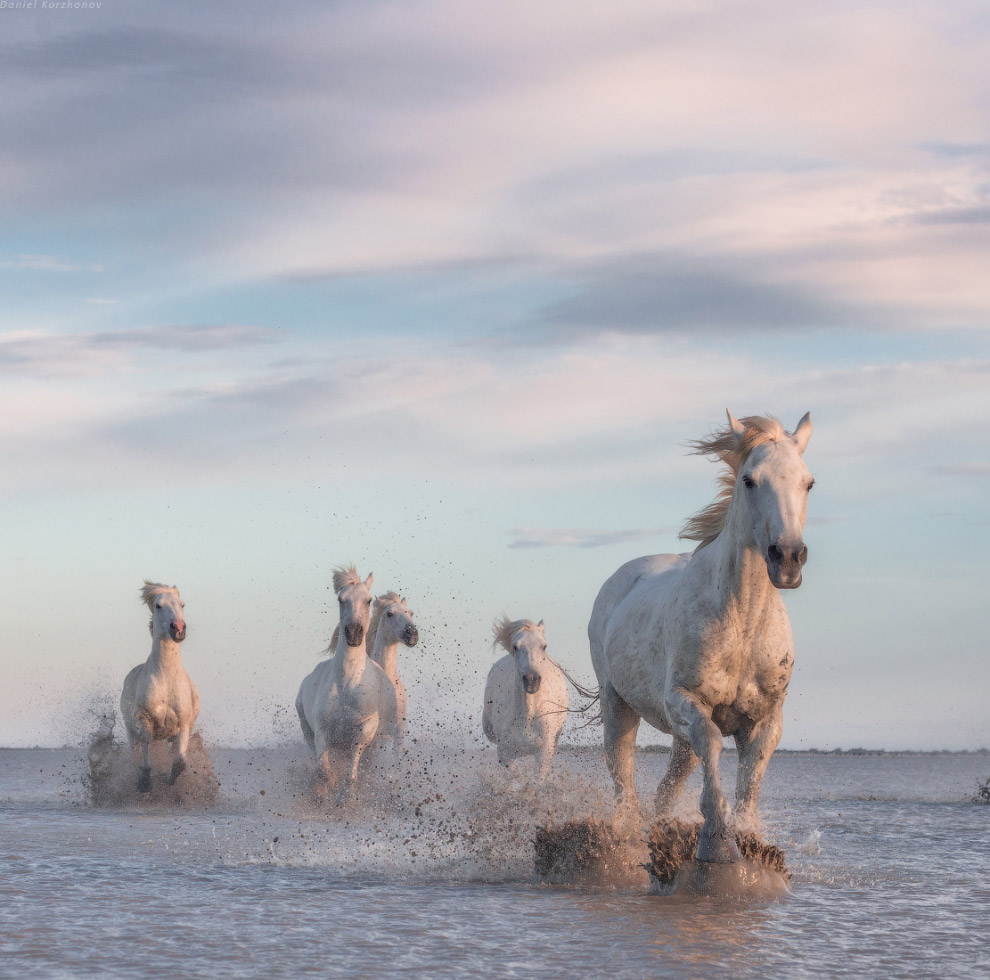 Ангелы Камарга