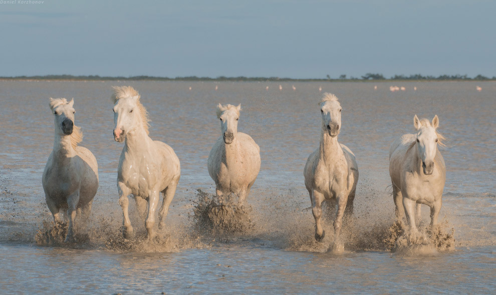 Ангелы Камарга