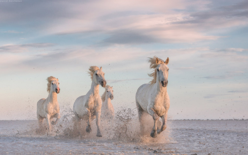 Ангелы Камарга