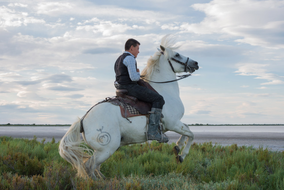 Ангелы Камарга