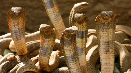 Спорим, вы не знали (10 фото) Спорим, вы не знали (10 фото)