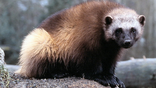 Спорим, вы не знали (10 фото) Спорим, вы не знали (10 фото)