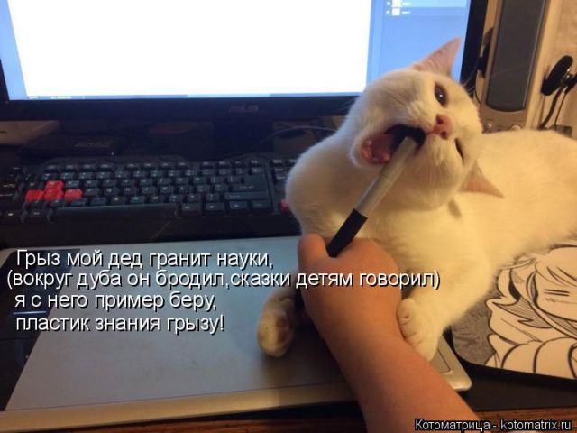 Лучшие котоматрицы недели