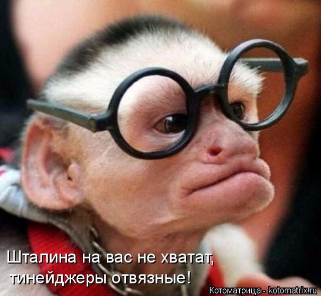 Лучшие котоматрицы недели