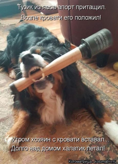 Лучшие котоматрицы недели