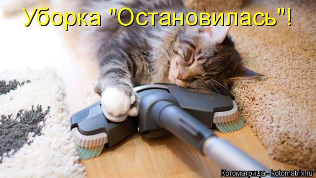 Лучшие котоматрицы недели