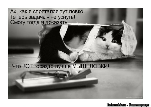 Лучшие котоматрицы недели